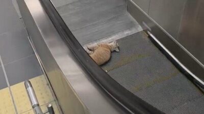 Başakşehir’deki Olimpiyat Metro İstasyonu’nda, bir kedinin yürüyen merdivene sıkışmasıyla meydana
