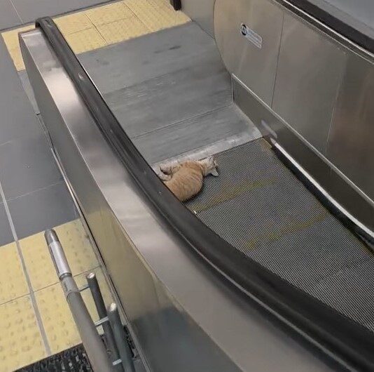 Başakşehir’deki Olimpiyat Metro İstasyonu’nda, bir kedinin yürüyen merdivene sıkışmasıyla meydana