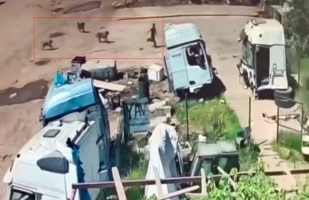 Silopi ilçesine bağlı Cumhuriyet Mahallesi’nde meydana gelen olayda, başıboş sokak