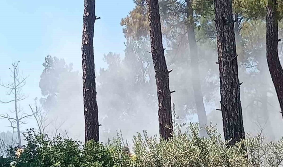 Kızıloba Mahallesi’ne bağlı ormanlık alanda bugün öğleden sonra meydana gelen