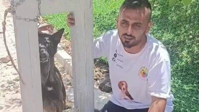 Hatay’da bir evcil hayvan olan Belçika kurdu köpek, Kırıkhan ilçesindeki