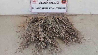 Bilecik’te jandarma ekipleri tarafından gerçekleştirilen operasyonda, izinsiz olarak ekilmiş 136
