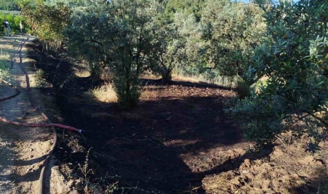 Osmaneli ilçesine bağlı Oğulpaşa köyünde, zeytin tarlasında çıkan yangın kontrol