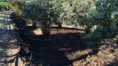 Osmaneli ilçesine bağlı Oğulpaşa köyünde, zeytin tarlasında çıkan yangın kontrol