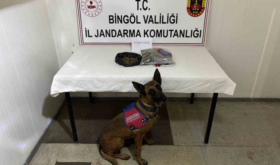 Bingöl ilinde Jandarma ekipleri tarafından gerçekleştirilen operasyonlarda, haklarında kesinleşmiş hapis