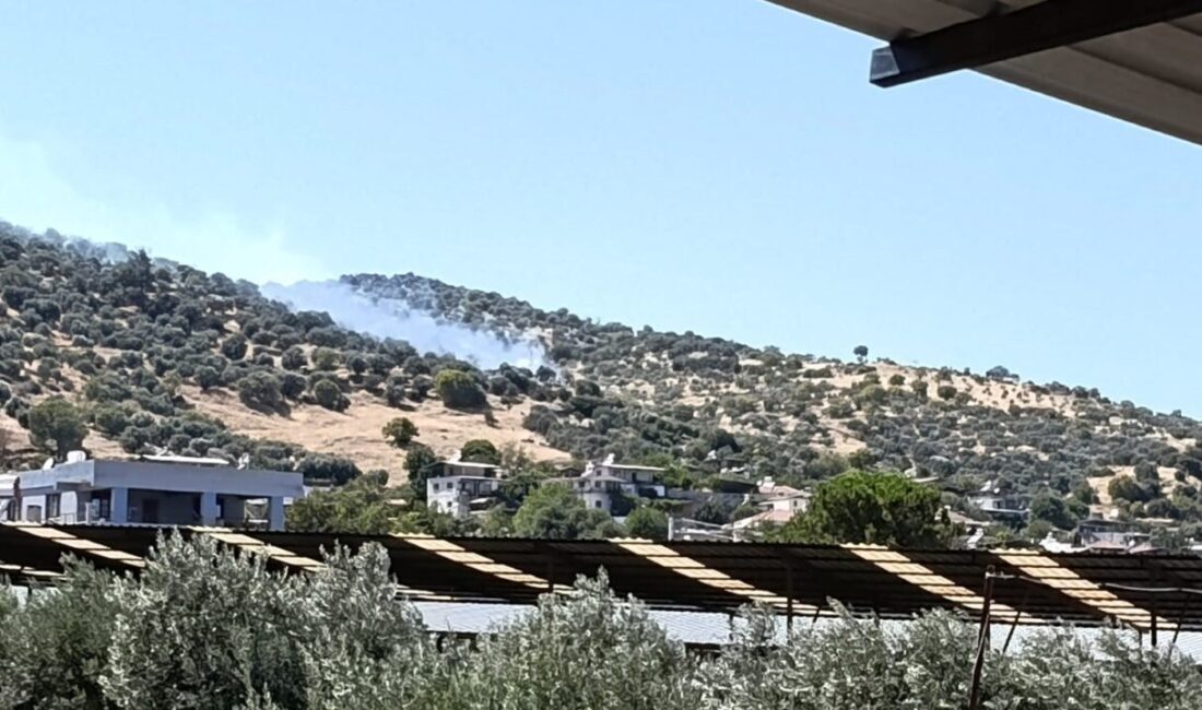 Aydın ilinin Bozdoğan ilçesinde tarım arazisinde çıkan yangını söndürme operasyonu