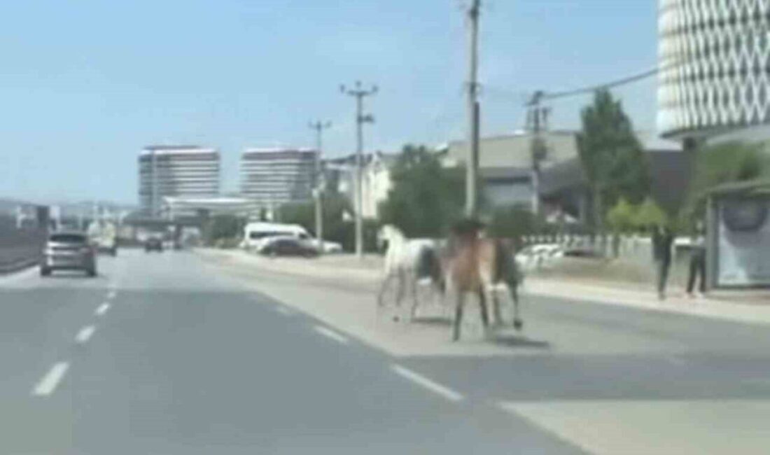 Bursa’da, ana yola fırlayan iki başıboş at, sürücülere zor anlar