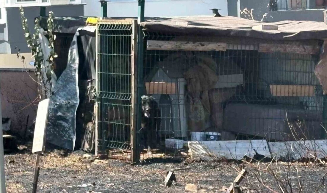 Çanakkale’de yol kenarında meydana gelen ot yangınında mahsur kalan bir