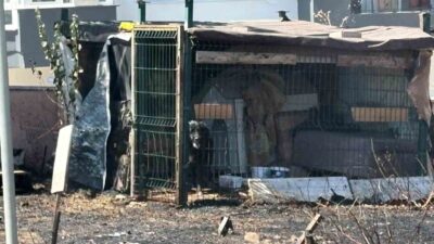 Çanakkale’de yol kenarında meydana gelen ot yangınında mahsur kalan bir