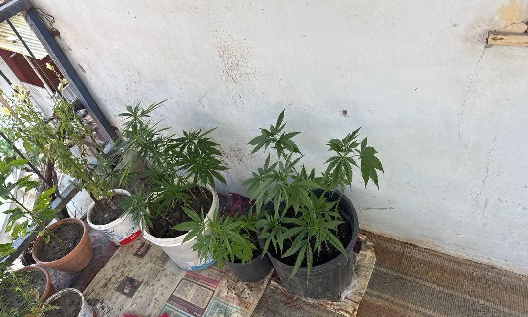 Çorum’un İskilip ilçesinde polis ekipleri, kenevir yetiştirdiği belirlenen H.A. isimli