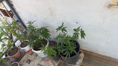 Çorum’un İskilip ilçesinde polis ekipleri, kenevir yetiştirdiği belirlenen H.A. isimli