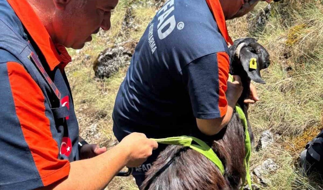 Burdur’da Kestel köyü yakınlarında dağlık alanda mahsur kalan keçiler, AFAD