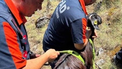 Burdur’da Kestel köyü yakınlarında dağlık alanda mahsur kalan keçiler, AFAD