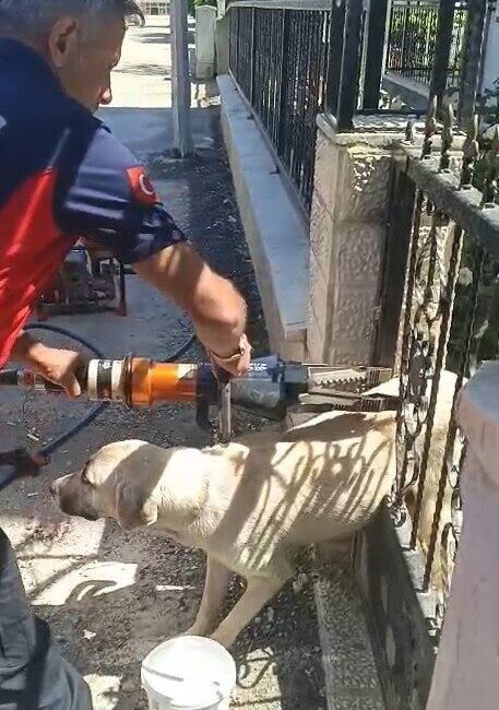 Erbaa ilçesindeki bir apartman girişinde demir kapağa sıkışan bir köpek,