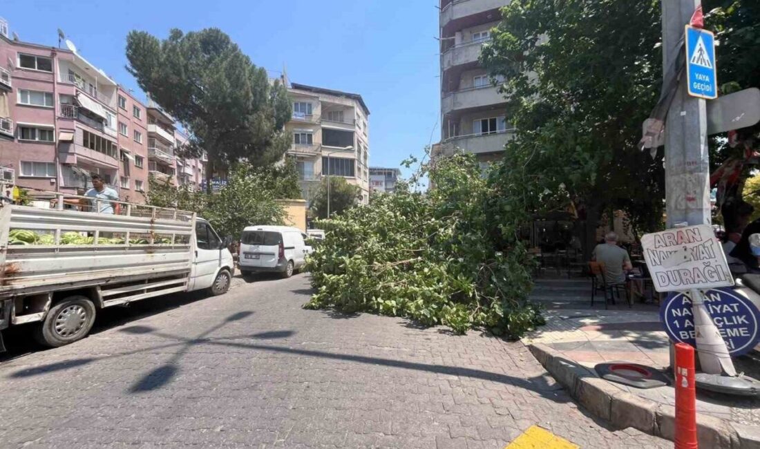 Efeler ilçesinde bir kahvehanenin önünde bulunan uzun yıllara dayanan bir