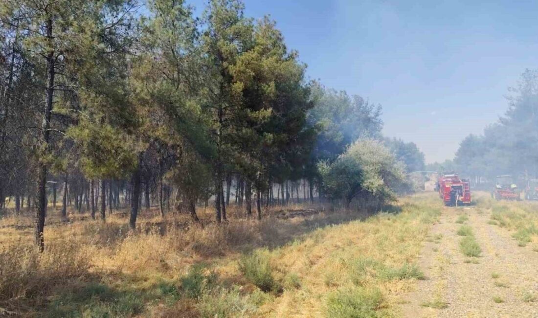 Diyarbakır’da, Dicle Üniversitesi (DÜ) kampüsündeki ormanlık alanda çıkan örtü yangını