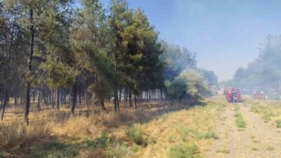 Diyarbakır’da, Dicle Üniversitesi (DÜ) kampüsündeki ormanlık alanda çıkan örtü yangını