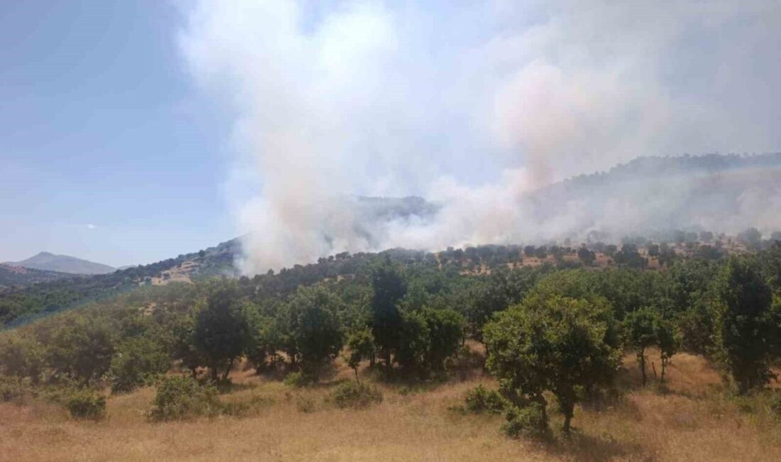 Çüngüş ilçesindeki ormanlık alanda meydana gelen yangınla ilgili çalışmalar sürüyor.