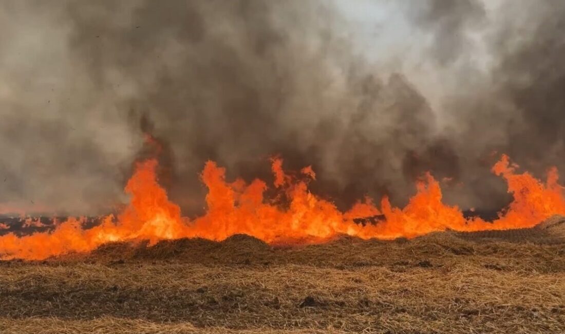 Edirne’nin merkez ilçesine bağlı Ekmekçi Köyü’nde, biçilmiş bir buğday tarlasında