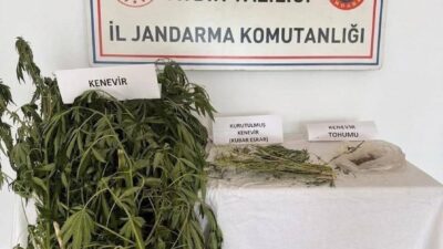 Aydın’ın Efeler ilçesinde yasa dışı kenevir ekimi yaptıkları iddia edilen