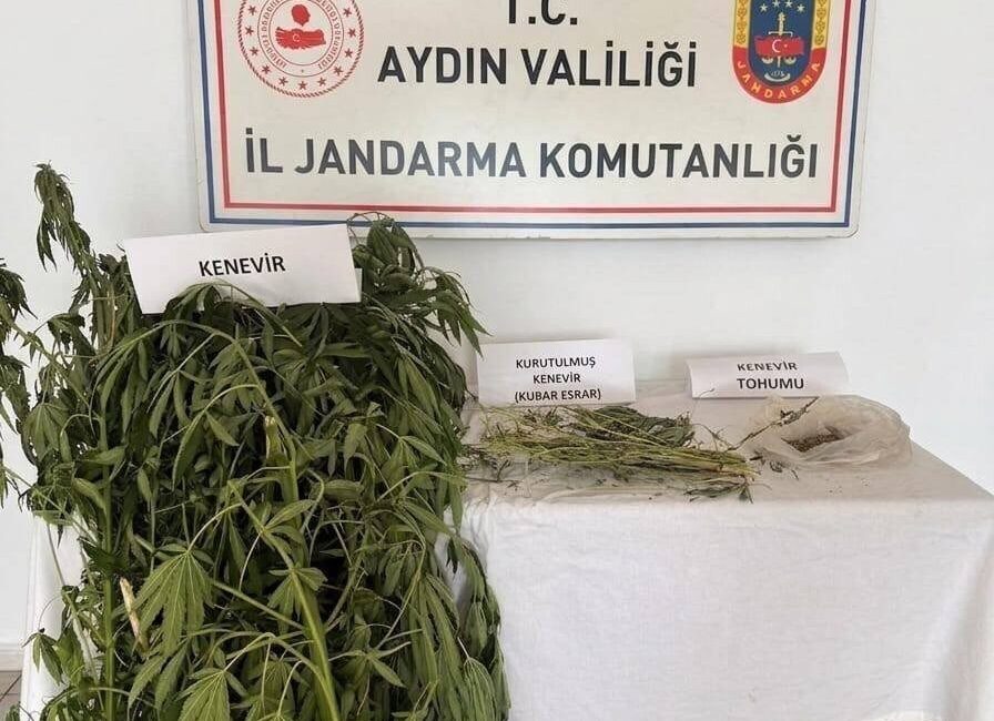 Aydın’ın Efeler ilçesinde yasa dışı kenevir ekimi yaptıkları iddia edilen