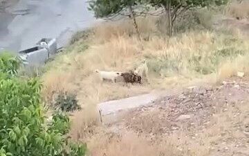 Elazığ’da bir grup sokak köpeği, 2 keçiyi öldürdü. Köpeklerin keçilere