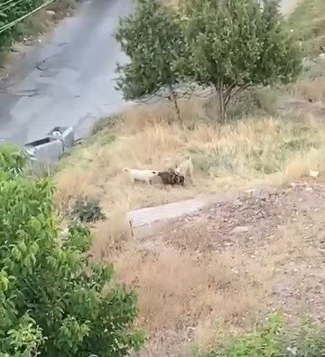 Elazığ’da bir grup sokak köpeği, 2 keçiyi öldürdü. Köpeklerin keçilere