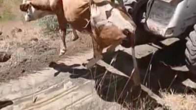 Elazığ’da, Yukarı Mirahmet köyünde yaşanan olayda, bir inek uçurumdan yuvarlandı.