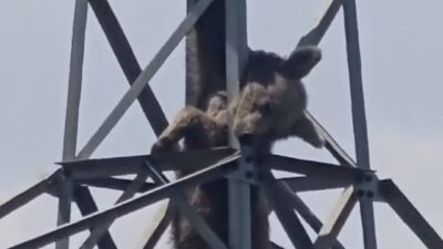 Çaykara ilçesinde bir ayının elektrik direğine tırmanarak yüksek gerilim hattına