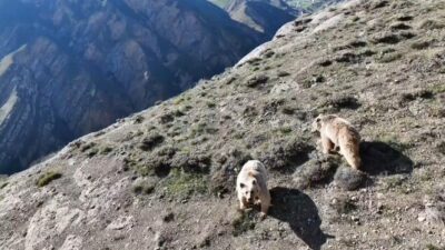 Erzincan’ın Tercan ilçesinde bir kişi, kırsal alanda bir ayının saldırısına