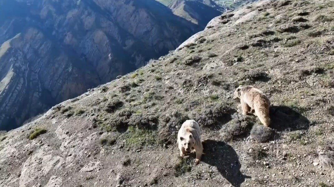 Erzincan’ın Tercan ilçesinde bir kişi, kırsal alanda bir ayının saldırısına