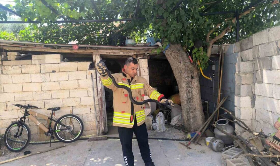 Kumlu ilçesinde bir evin bahçesinde ortaya çıkan 2 karayılan, bölge
