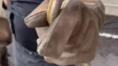 Yalova İtfaiye Müdürlüğü, bir aracın Yenikapı-Yalova feribotuyla şehre geldiği sırada