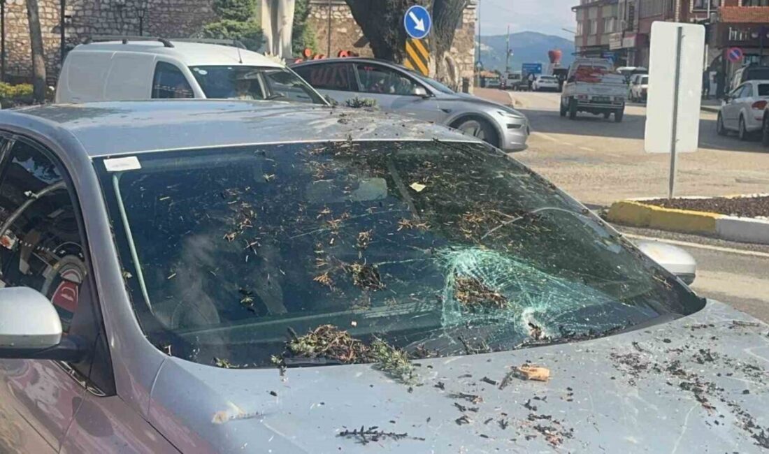 Eğirdir ilçesine bağlı Isparta’da meydana gelen fırtınada kökünden sökülen bir