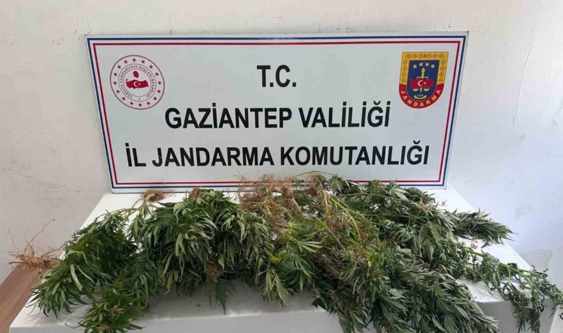 Gaziantep’te uyuşturucuyla mücadele kapsamında gerçekleştirilen bir operasyonda 151 kök kenevir