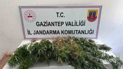 Gaziantep’te uyuşturucuyla mücadele kapsamında gerçekleştirilen bir operasyonda 151 kök kenevir