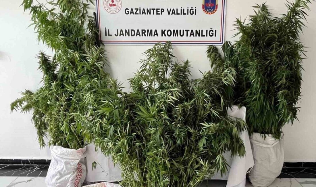 Gaziantep’te jandarma ekipleri tarafından gerçekleştirilen operasyonda 215 kök kenevir bitkisi