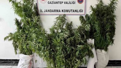 Gaziantep’te jandarma ekipleri tarafından gerçekleştirilen operasyonda 215 kök kenevir bitkisi