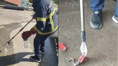 Hakkari’de, sıcaklıkların artmasıyla birlikte kent merkezinde sıklıkla ortaya çıkan yılanlar,