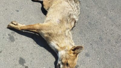 Hilvan ilçesinde, ana yol üzerinde meydana gelen bir araç çarpma