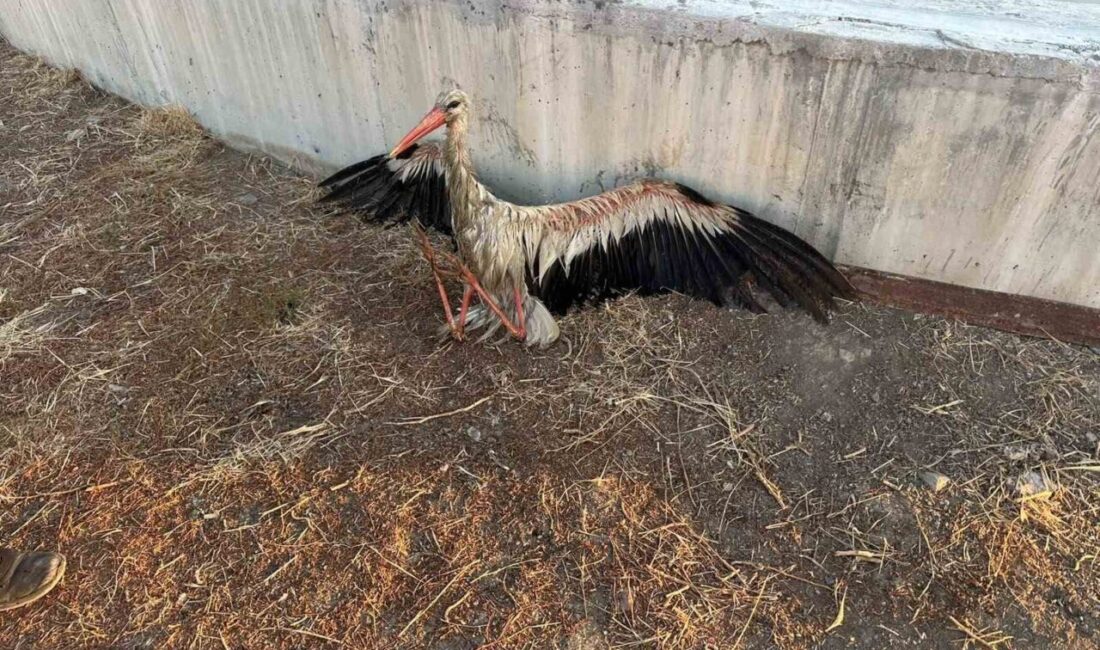 Kulu ilçesinde bulunan atık su arıtma tesisi kanalına düşen bir