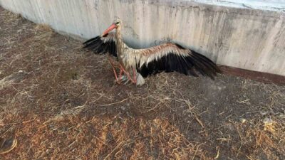 Kulu ilçesinde bulunan atık su arıtma tesisi kanalına düşen bir