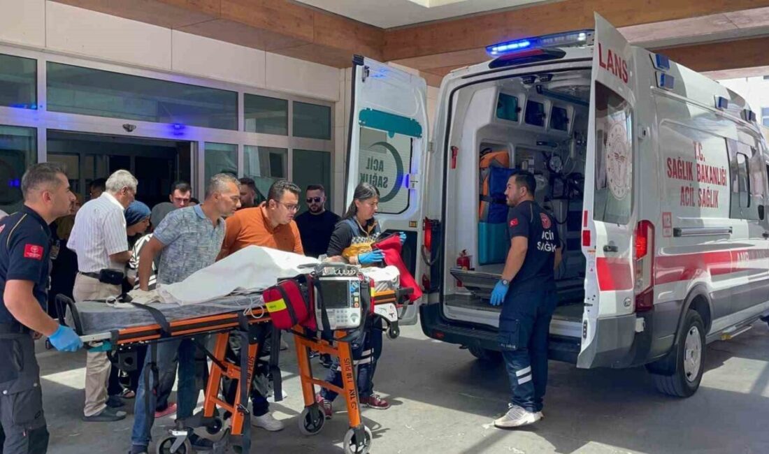 Karaman’da iddiaya göre sahibinden kaçan Belçika kurdu cinsi köpeğin 3