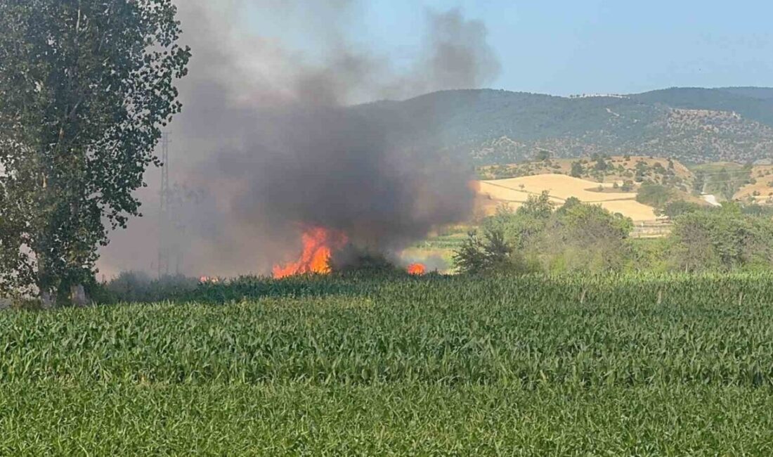 Kastamonu’nun Taşköprü ilçesinde, bir çiftçinin bir yıllık emeği, buğday ektiği