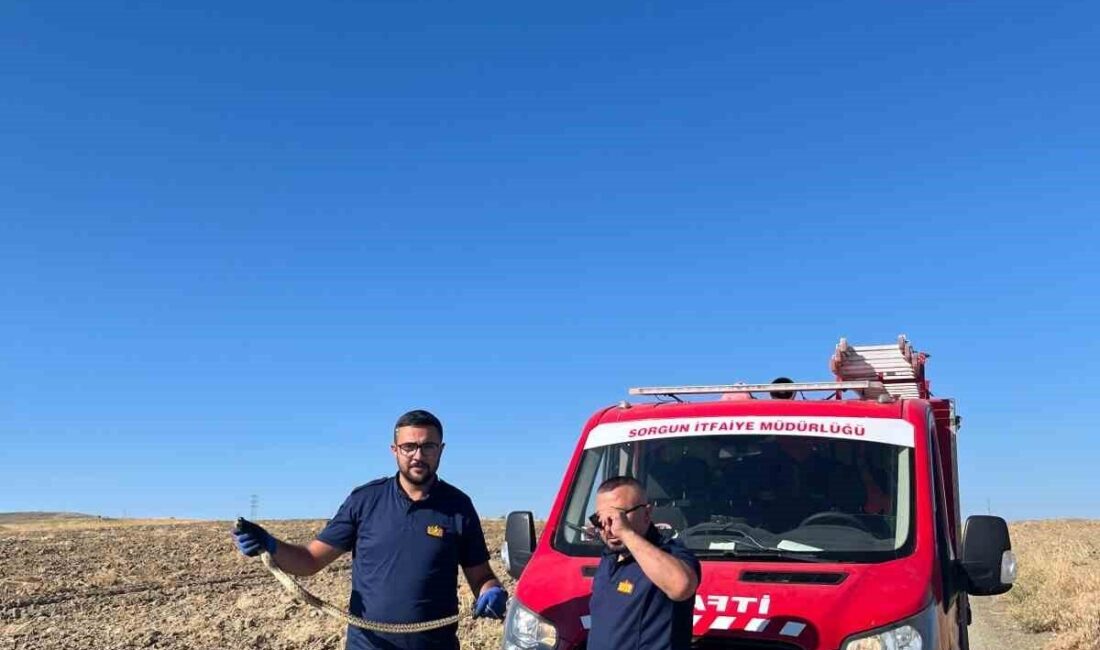 Yozgat’ın Sorgun ilçesinde, Sorgun Kaymakamlık binasının bahçesinde bulunan bir yılan,