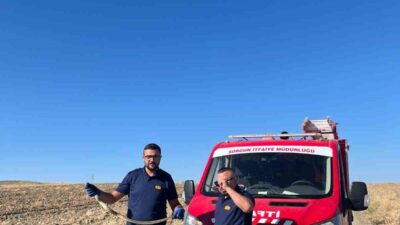 Yozgat’ın Sorgun ilçesinde, Sorgun Kaymakamlık binasının bahçesinde bulunan bir yılan,