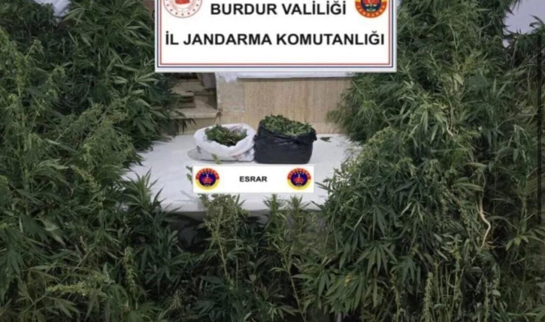 Bucak ilçesinde, yasa dışı kenevir ekimi yaptığı tespit edilen bir