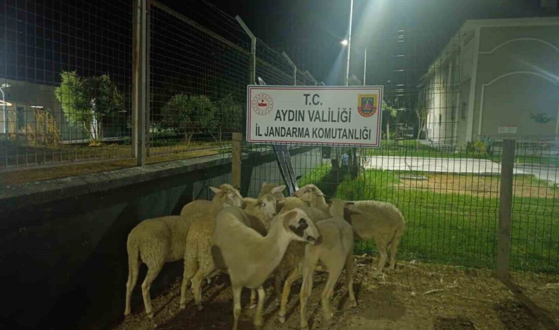 Aydın’ın Koçarlı ilçesinde bir evin bahçesinden çalınan 15 koyundan 8’inin