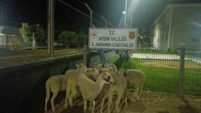 Aydın’ın Koçarlı ilçesinde bir evin bahçesinden çalınan 15 koyundan 8’inin