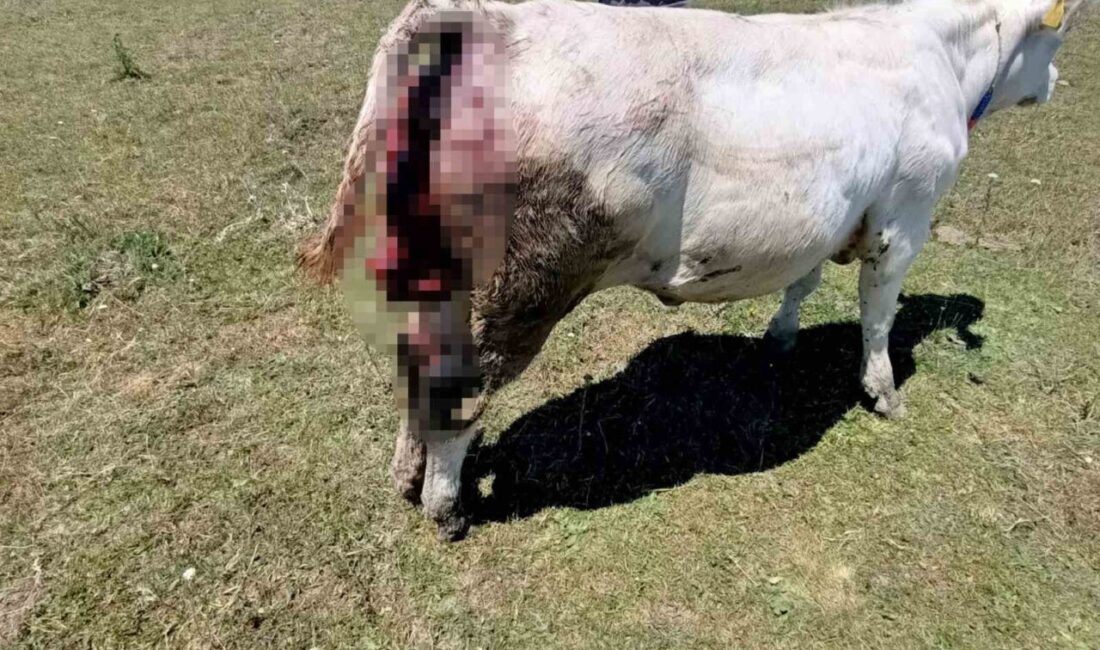 Samsun’un Vezirköprü ilçesine bağlı Kovalı Mahallesi ve çevre yaylalarda hayvancılıkla